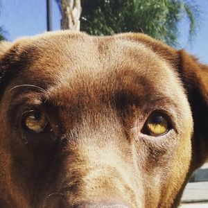 Meet your Posher, Shelby